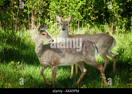 Zwei Hirsche im Wald Stockfoto