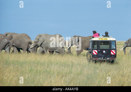 Toyota Landcruiser und Kunden in der Nähe einer Familiengruppe von Elefanten Weibchen und Kälber in der Masai Mara National Reserve Kenya Stockfoto