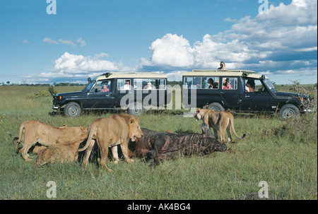 Zwei Toyota Landcruiser mit touristischen Kunden in der Nähe von Löwe stolz auf töten Masai Mara National Reserve Kenya Stockfoto