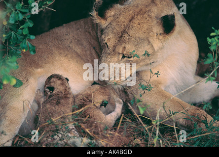 Seltenes Foto von einer Löwin mit zwei winzigen Neugeborenen jungen Masai Mara National Reserve Kenia in Ostafrika Stockfoto