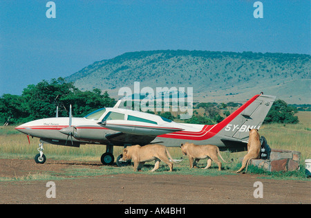 Drei Löwen in der Nähe ein zwei motorisierten Leichtflugzeug auf Bush Landebahn in der Masai Mara National Reserve Kenia in Ostafrika Stockfoto