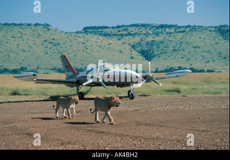 Zwei Löwen in der Nähe ein zwei motorisierten Leichtflugzeug auf Bush Landebahn in der Masai Mara National Reserve Kenia in Ostafrika Stockfoto