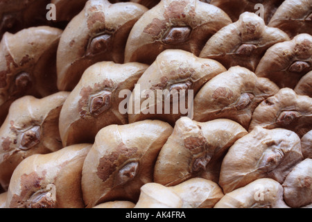 Tannenzapfen Nahaufnahme detail Stockfoto