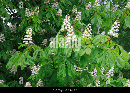 "Rosskastanie Baum" "Aesculus Hippocastanum" grüne Blätter und Blüten. Stockfoto