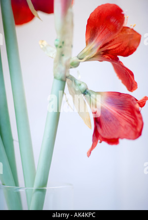 Amaryllis Stockfoto