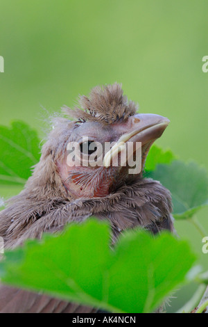 Nördlichen Kardinal Fledgling vertikal Stockfoto