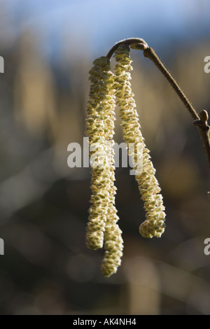 Männlichen Kätzchen auf gemeinsame Hazel. Corylus Avellana. Stockfoto