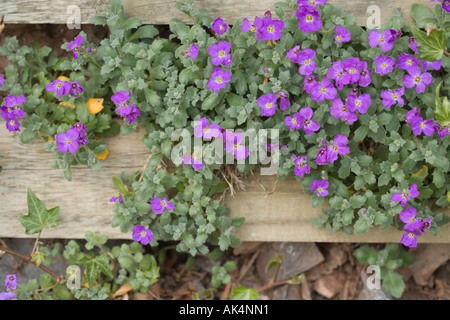 Aubrieta Deltoidea. Aubretia. Rock Cress Falsche Gänsekresse. Lila Gänsekresse. Lilacbush Stockfoto