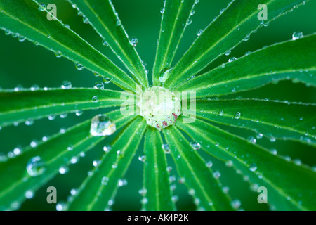 Tautropfen auf Lupine Blättern Stockfoto