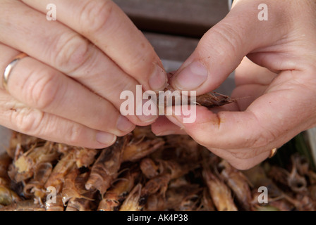 Krebse sind gepult Stockfoto