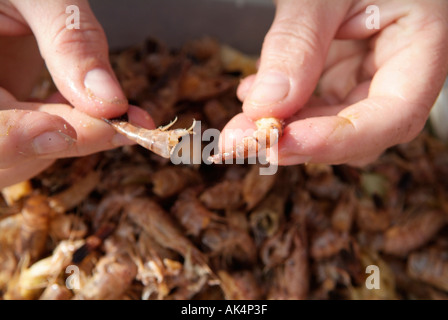 Krebse sind gepult Stockfoto