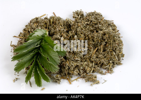 Silverweed Stockfoto