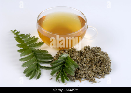 Silverweed Stockfoto