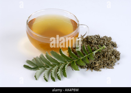 Silverweed Stockfoto