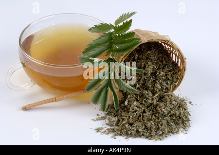 Silverweed Stockfoto