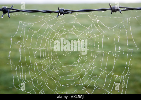 Tau beladen Spinnennetz auf Stacheldraht Stockfoto