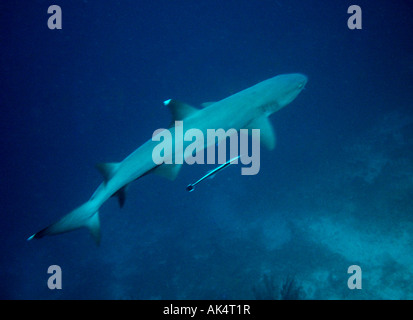 Ein Weißspitzen-Riffhai um Sipadan Island in Borneo Stockfoto