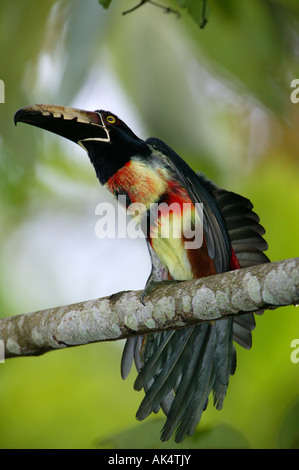Der bunte Vogel Collared Aracari, Pteroglossus torquatus, in Soberania Nationalpark, Republik Panama. Stockfoto