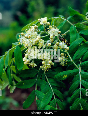 Service-Baum / Scheck Baum Stockfoto