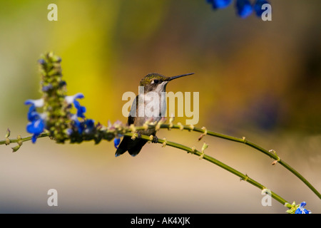 Frau Ruby-Throated Kolibri Stockfoto