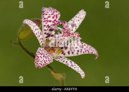 Japanische Kröte Lily Stockfoto