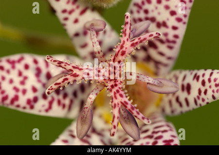 Japanische Kröte Lily Stockfoto