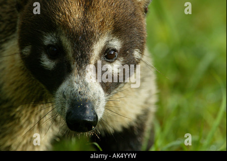 White-gerochene Nasenbär, wissenschaftlicher Name; Nasua Narica im Regen Wald Soberania Nationalpark, Republik Panama Stockfoto