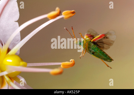 Wacholder Shield Bug Stockfoto