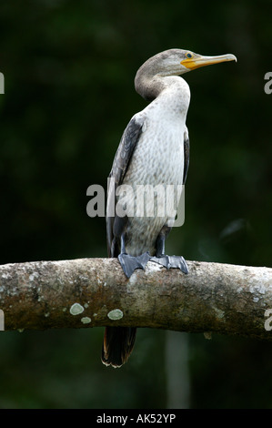 Unreife Neotropis Kormoran, Phalacrocorax brasilianus, am See der Gatun See, Republik Panama. Stockfoto