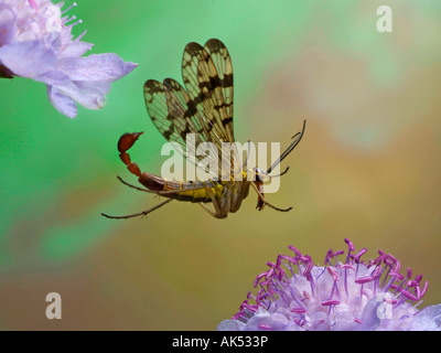 Gemeinsamen Scorpion Fly Stockfoto