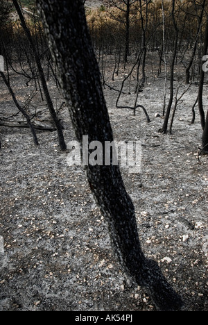 Italien, Abruzzen, Capestrano - 2007. Waldbrand Stockfoto