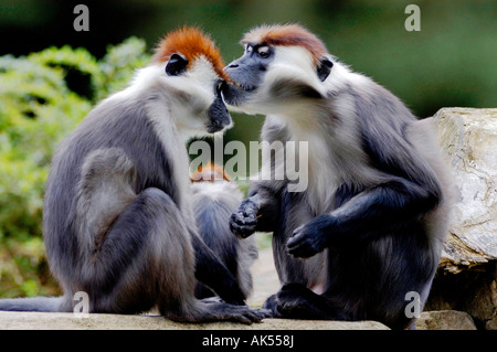 Kirsche gekrönt Mangaby Stockfoto