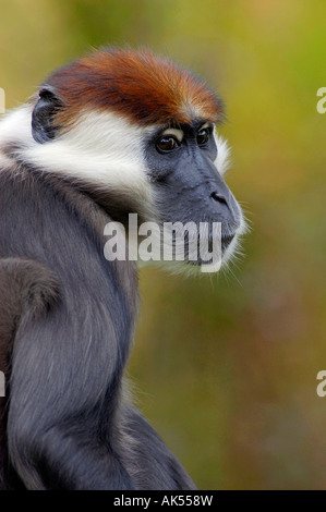 Kirsche gekrönt Mangaby Stockfoto