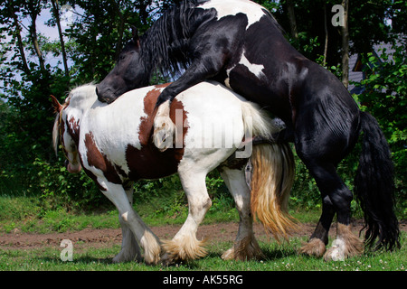 Irish Tinker Pony Stockfoto
