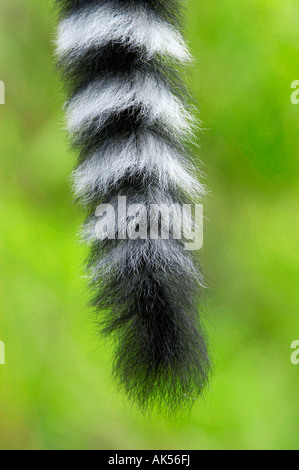 Ring-tailed Lemur Stockfoto