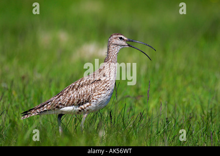 Regenbrachvogel Stockfoto