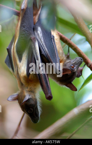 Strohgelb-Flughund Stockfoto