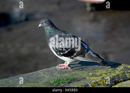 Racing Pigeon thront auf der Hafenmauer. Minehead. Somerset. Stockfoto