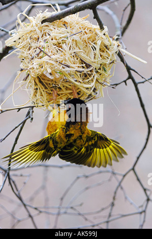 Dorf Weaver Stockfoto