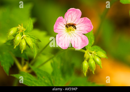 Wild Geranium mit Honigbiene auf der Blume Stockfoto