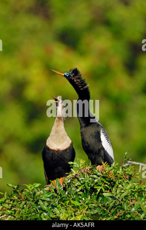 Anhinga Stockfoto