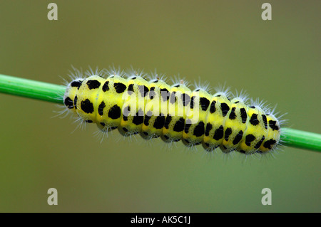 Sechs-Spot Burnet Stockfoto