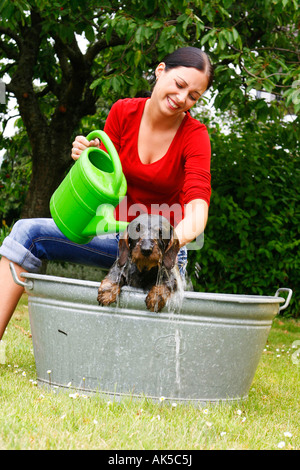 Frau mit Drahthaar Dackel Stockfoto
