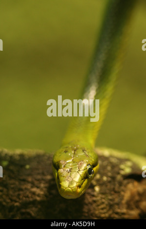 Red tailed racer Stockfoto