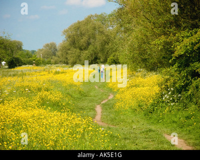 Buttercup Meadow mit Spaziergängern auf einem schlammigen Pfad, der durch mechanische Erosion am Rand an einem sonnigen Sommertag verursacht wird. UK Stockfoto