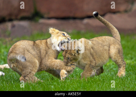 Indische Löwen Stockfoto