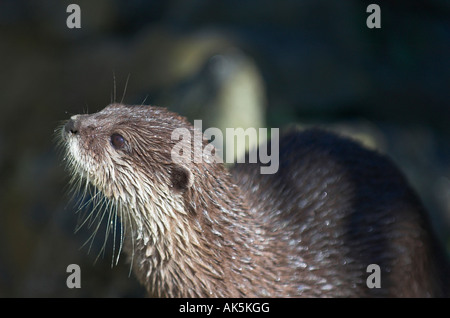 Orientalische kurze Krallen Otter Amblonyx cinereus Stockfoto