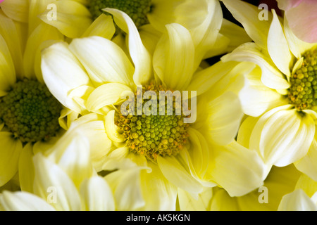 Gelbe Dahlien Stockfoto