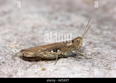 Gemeinsamen Feld Grasshopper Stockfoto