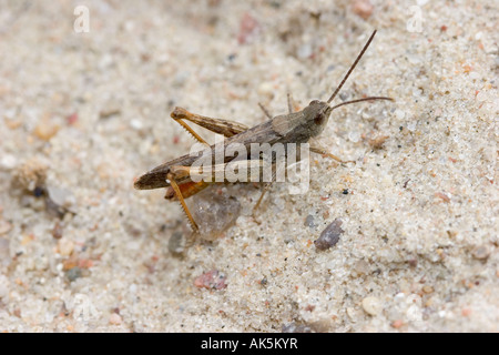 Gemeinsamen Feld Grasshopper Stockfoto